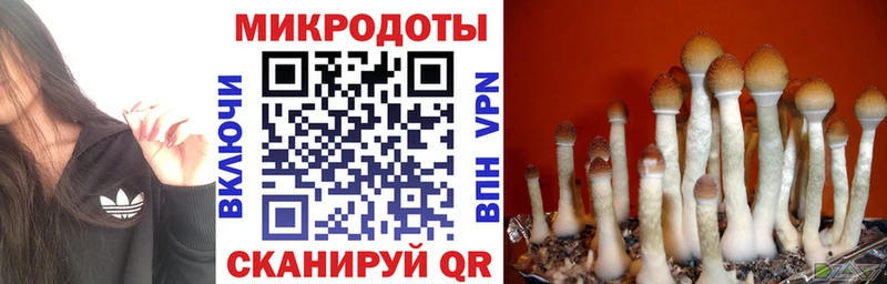 Псилоцибиновые грибы Cubensis  blacksprut как войти  Липецк 